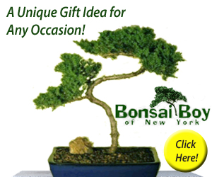 Bonsai Boy of New York