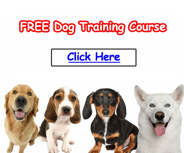 TrainPetDog.com